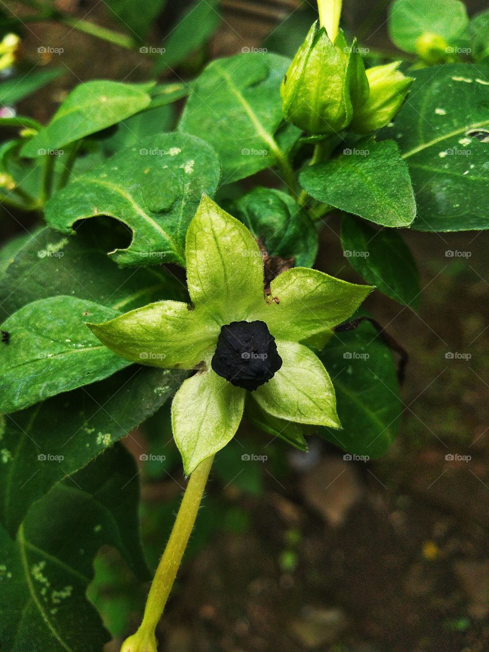 The four o'clock flower is a flower that only blooms in the afternoon, which is around four o'clock in the afternoon, so that this plant is used by the community as a sign of the entry of Asr time.