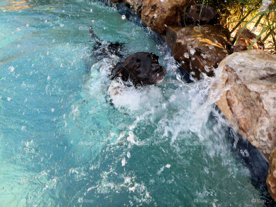 Black lab in a pool