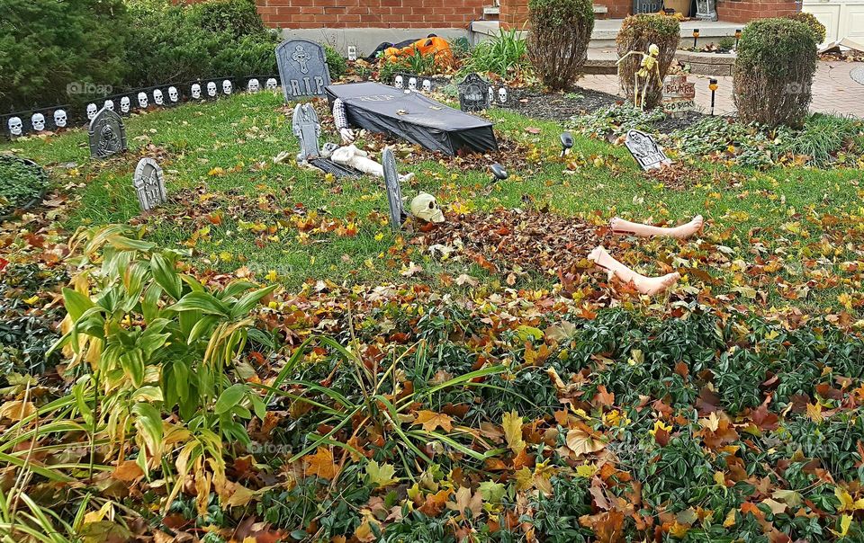 Garden, No Person, Flower, Leaf, Agriculture