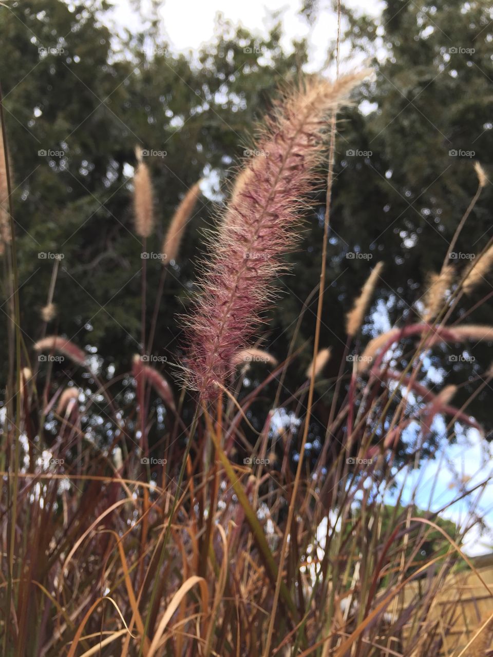 Purple grass