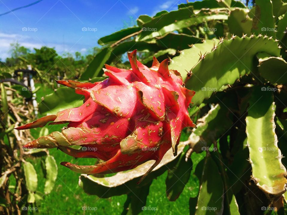 Dragon Fruit 
