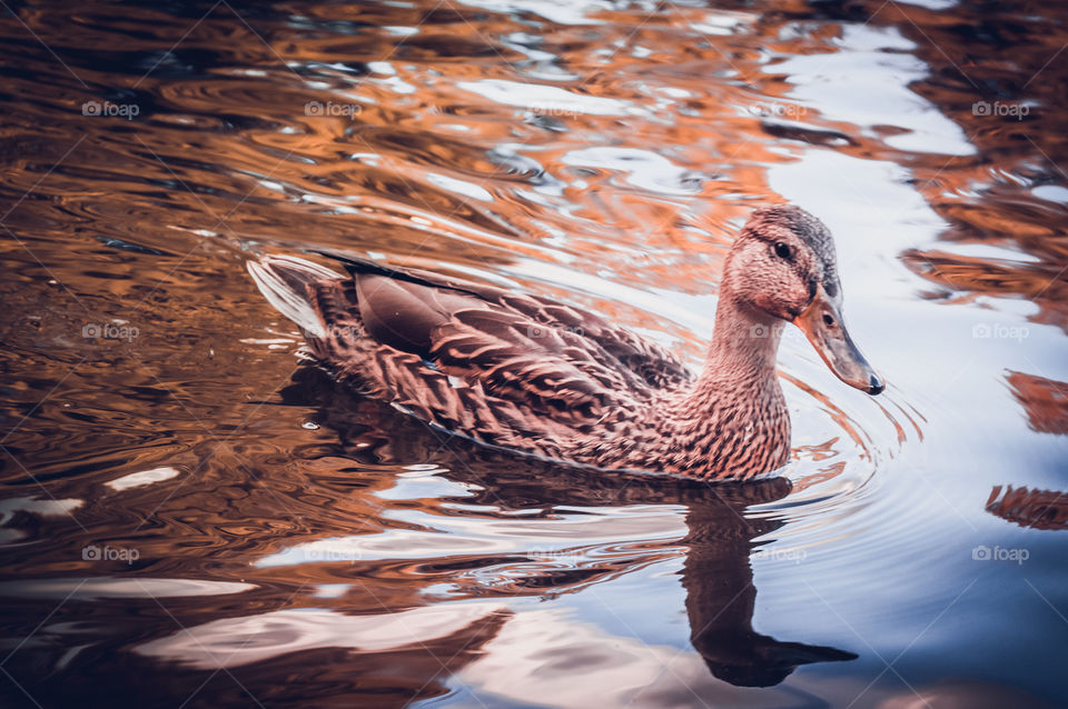 Photogenic duck swims in a pond