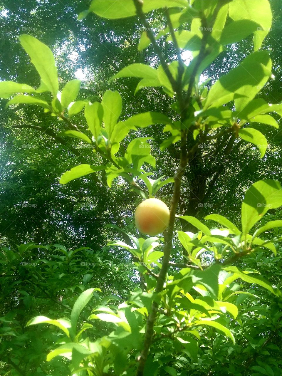 Fruits ripening on the tree dwarf plum