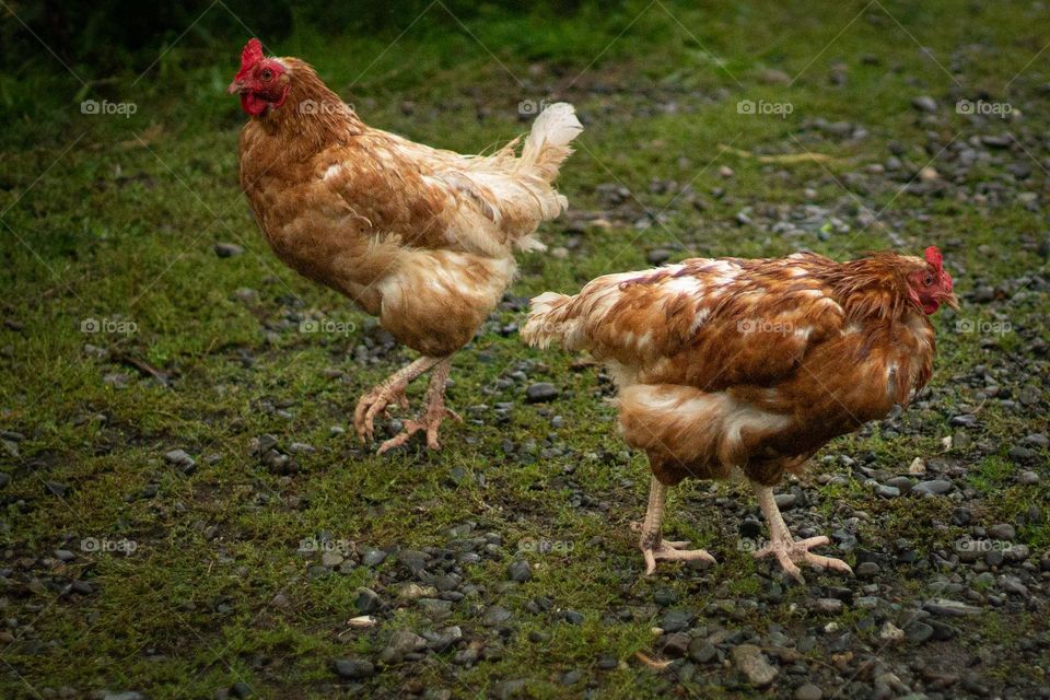 Fall farms are perfect for chickens as they will eat the slugs that graze on the rain drenched produce. The chickens will also graze on weeds & broken pumpkins & squash, keeping the farm tidy & helping to nourish the fresh eggs they produce daily! ๐