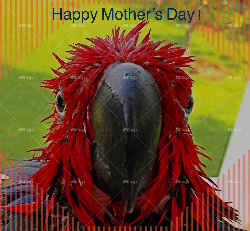 Happy Mother’s Day- funny red parrot face and big beak looking at the camera.
