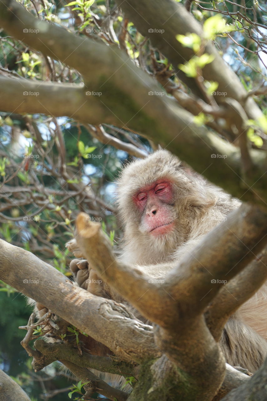 Iwatayama Monkey 
Park