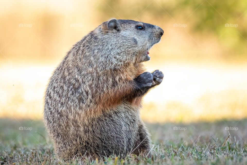 A Groundhog, or a Woodchuck, appears to be screaming about something. Good for a meme. 