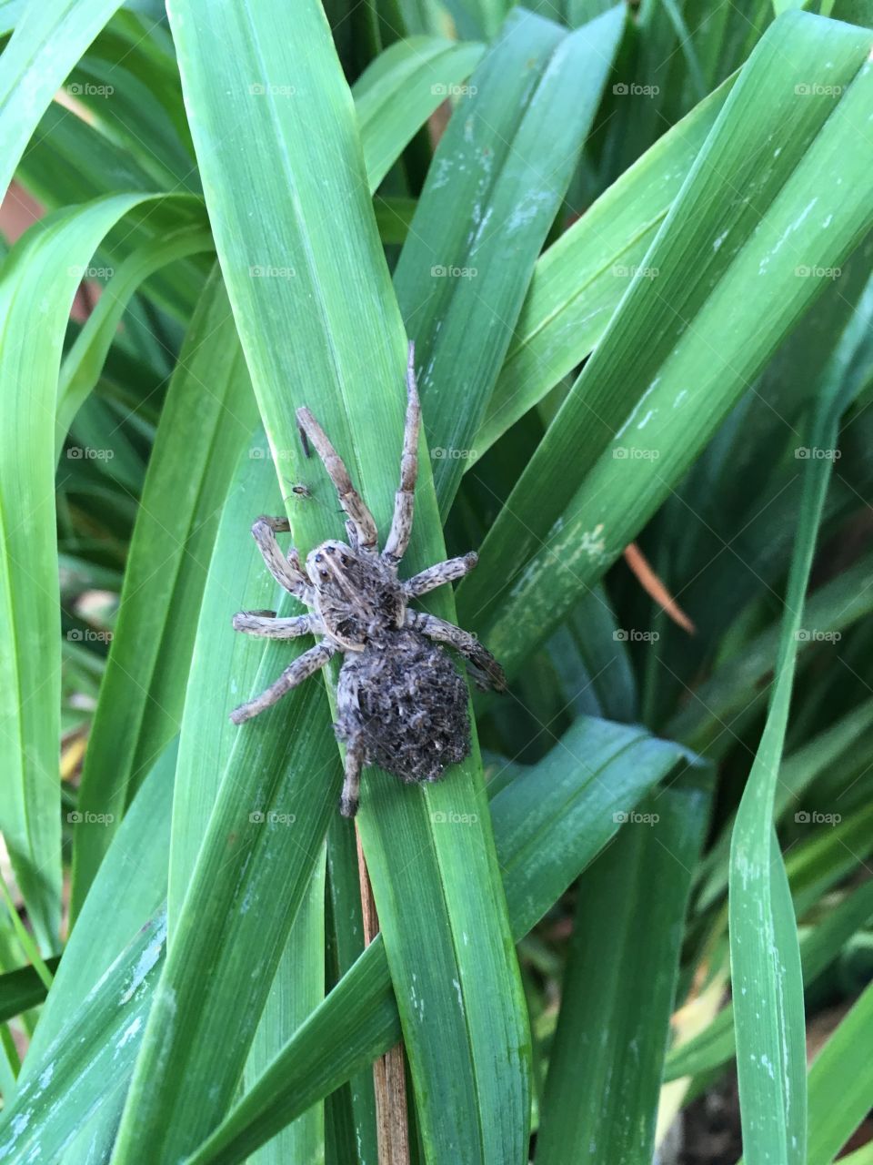 Wolf spider with babies on its back