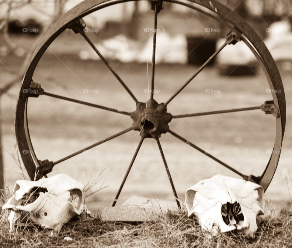 cow skulls with wheel in background.
