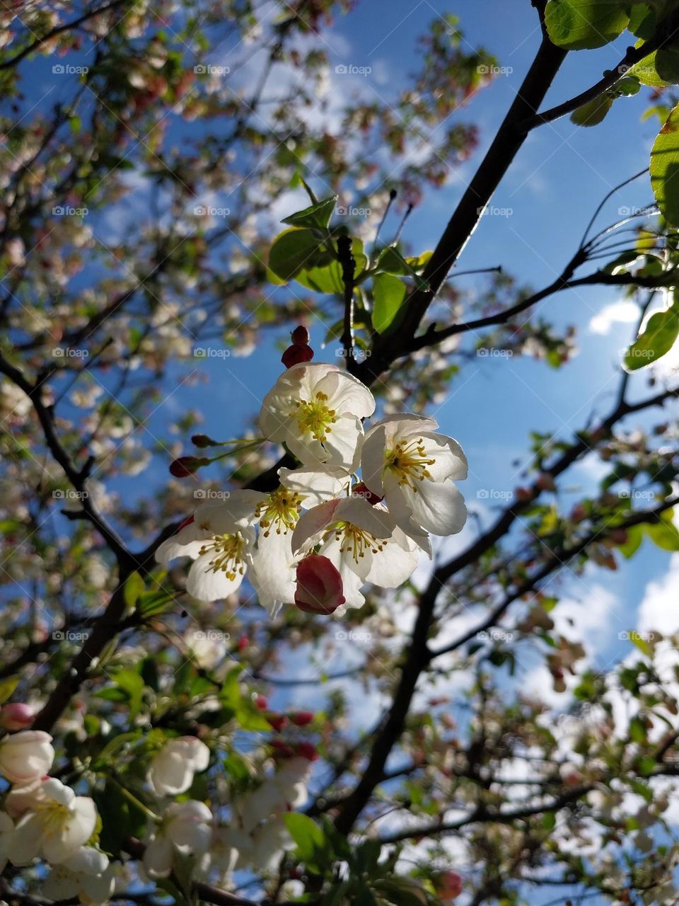 Sprite Crab Apple Tree Blooming