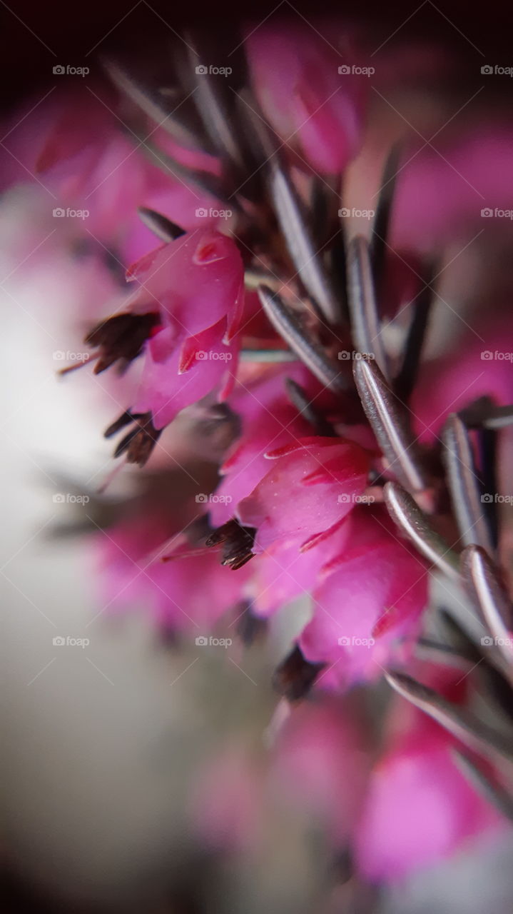 macrophoto of the flowers