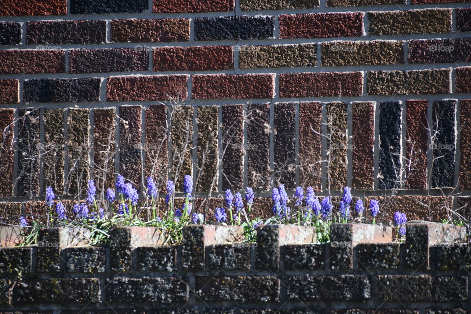 bluebell flowers by brick wall