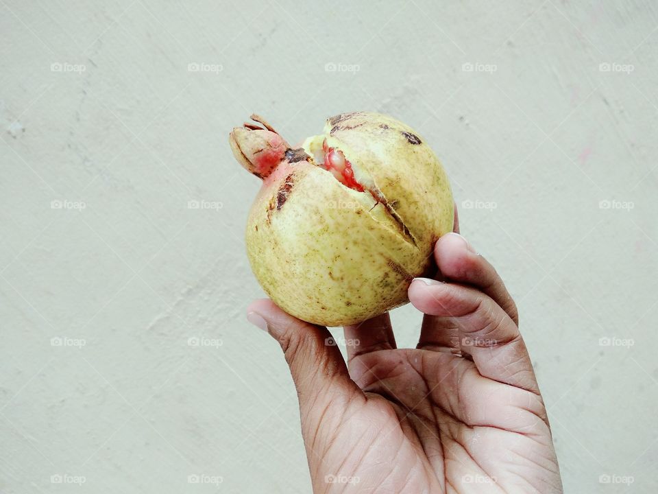 Studio shot of pomegranate