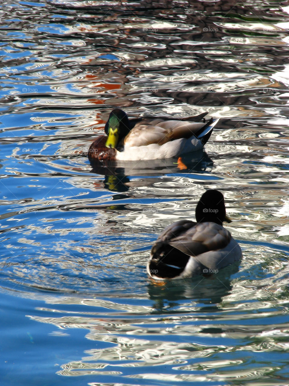 Ducks at Sea port Village.