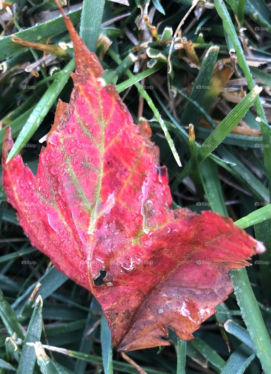 Early morning dew on a fallen red maple leaf laying on the green grass fall is coming 