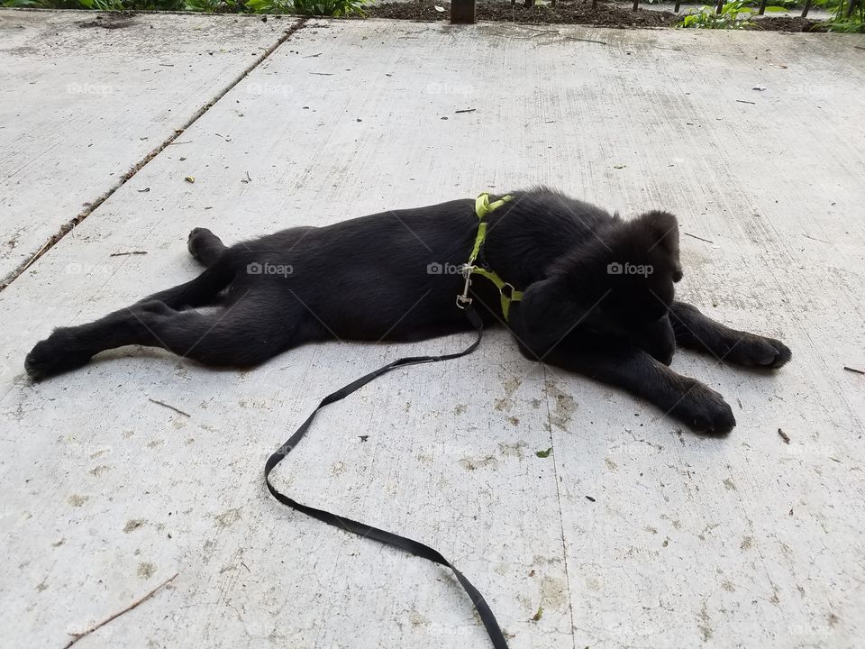 10 week old black puppy fell asleep sprawled on sidewalk