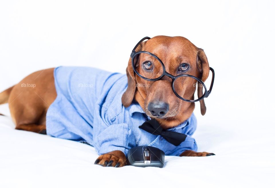 Portrait of a dog on white background