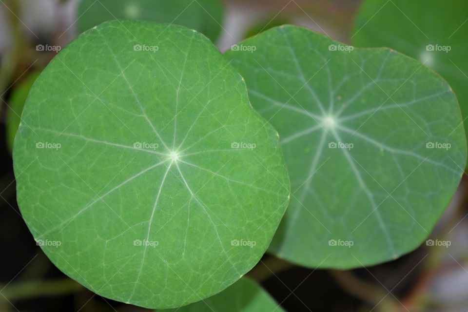 green leaves in garden texture