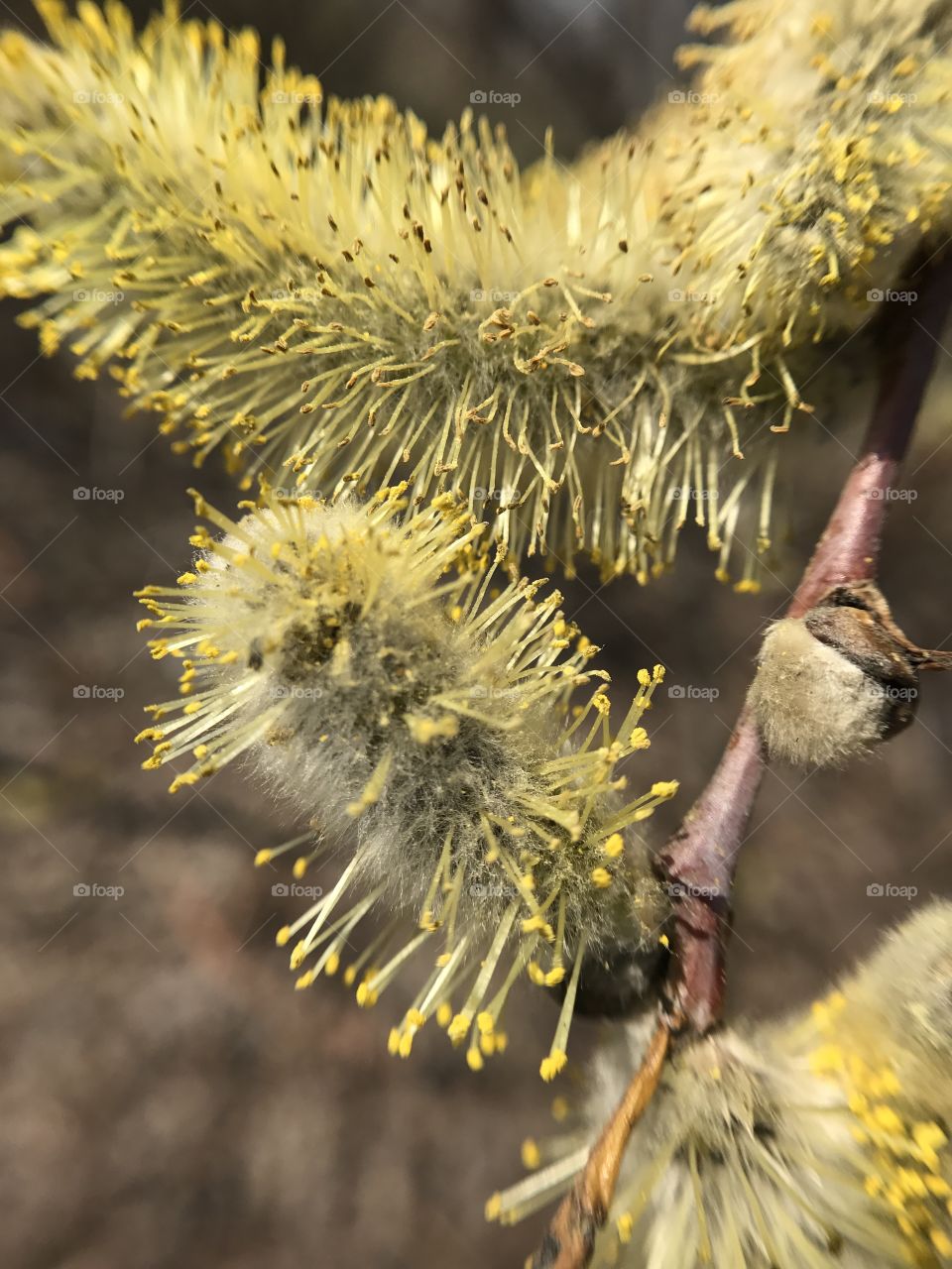 Beautiful spring tree 