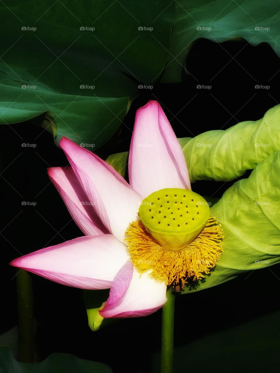 It is the lotus in full bloom, it is a good time for the world.I hope the day is clear, look up to meet all gentle.