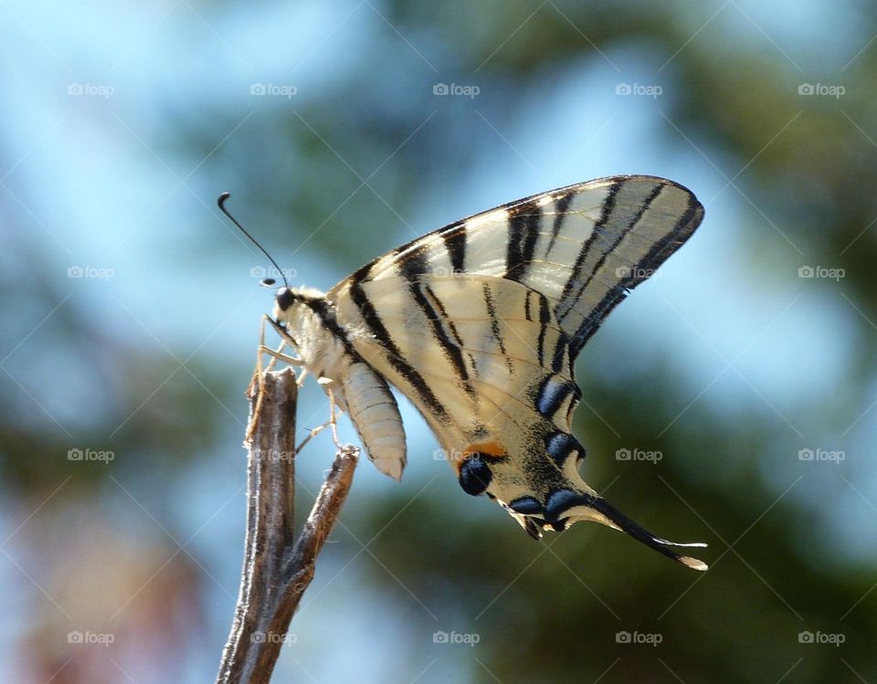 Scarce swallowtail