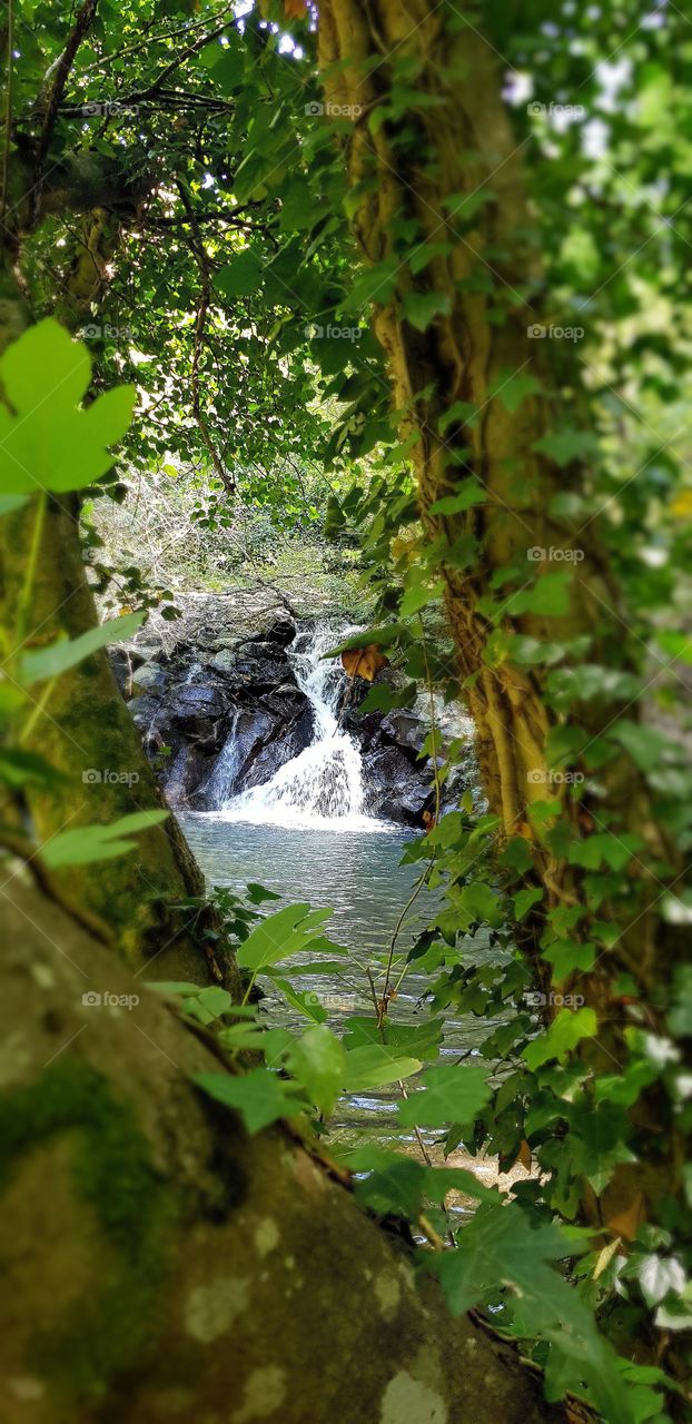 waterfall river inside italian jungle