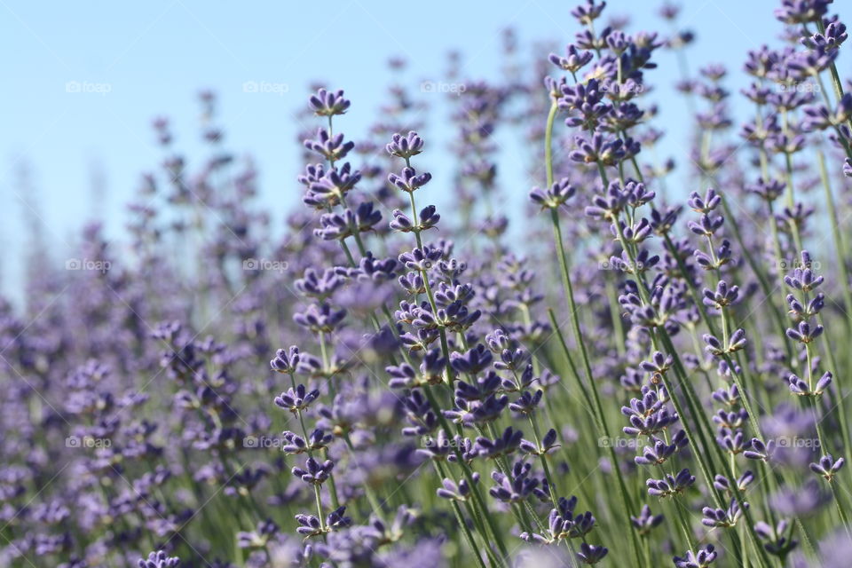 Lavender in  bloom