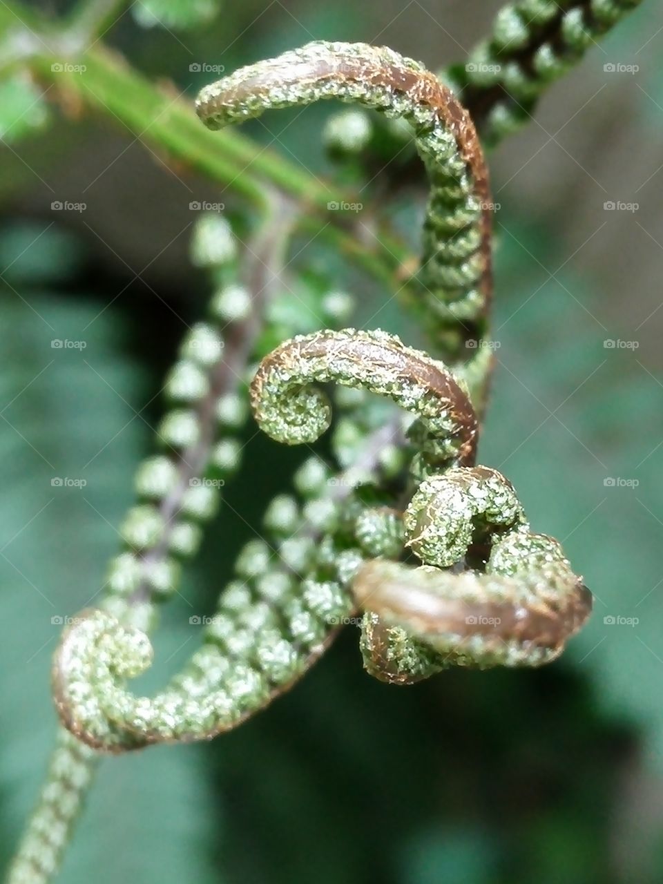 Young fern leaves