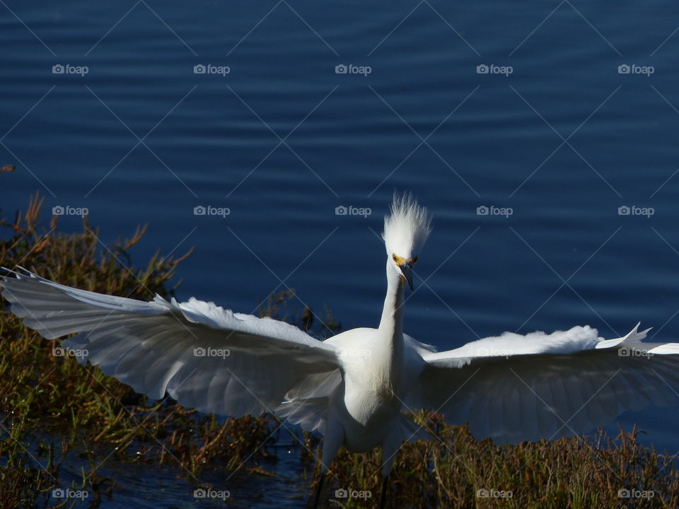 Snowy egret taking flight