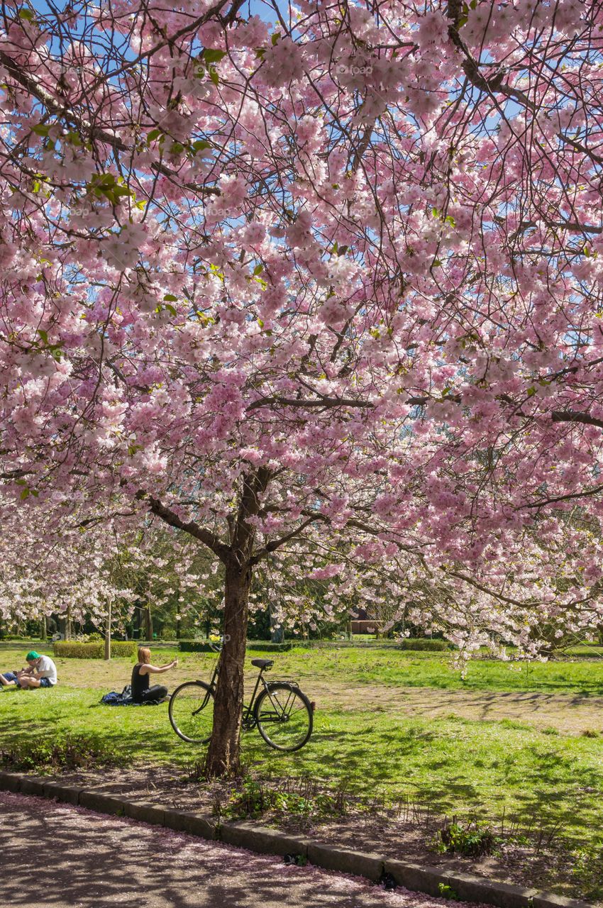 Pink park