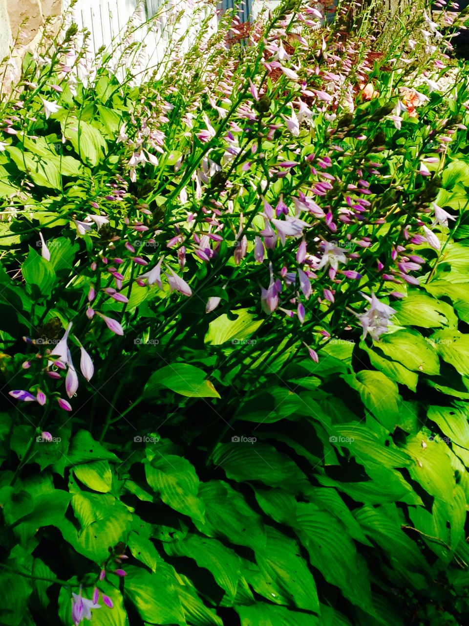 Hosta in bloom