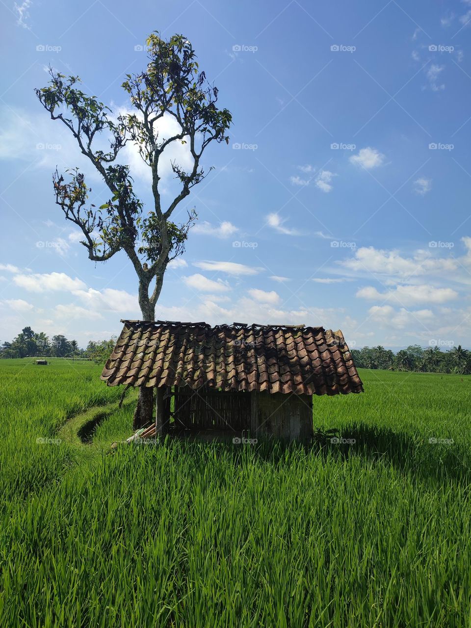 small house in the middle of green rice fields