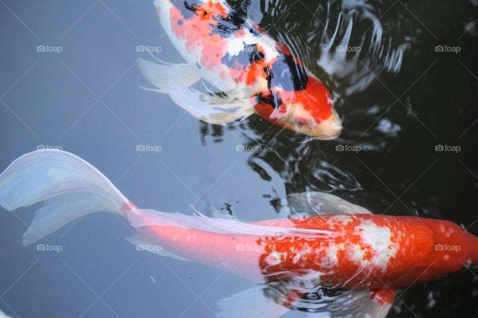 Goldfish swimming in sea