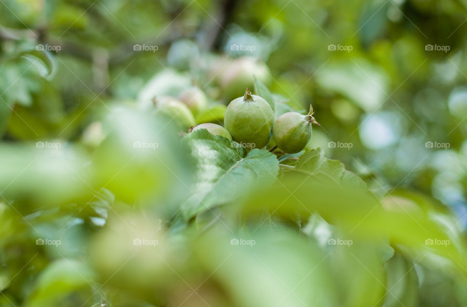 apples on the tree