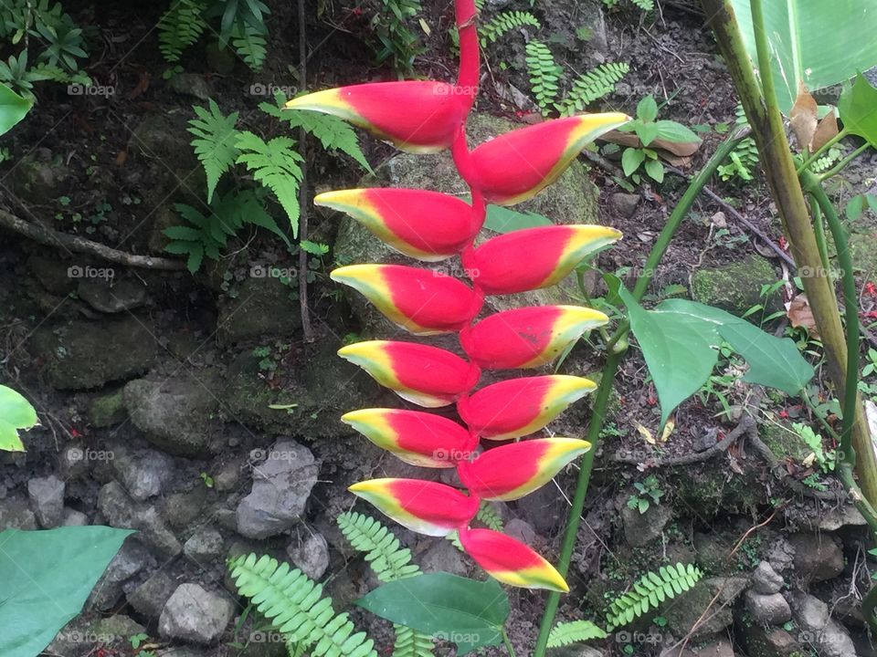 Beautiful exotic flower 