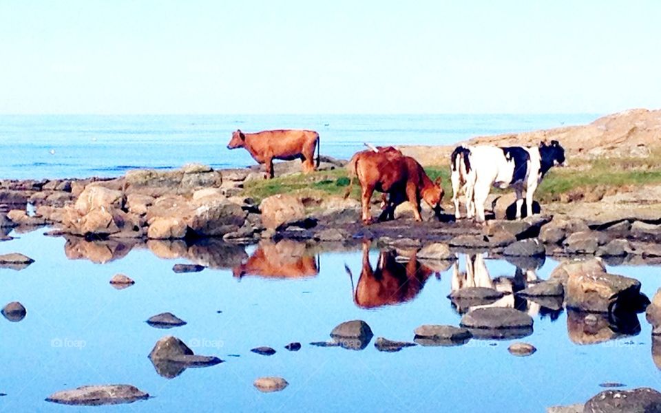 Sweden summer Falkenberg cows sea