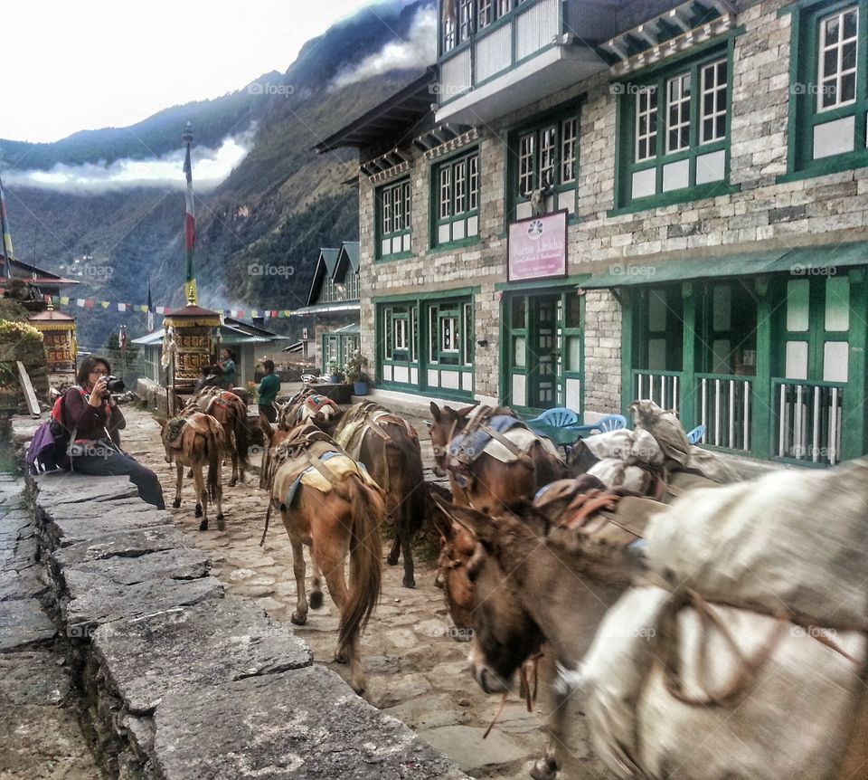 Himalayan Mules. We often find ourselves having to make way for these convoys of transportation