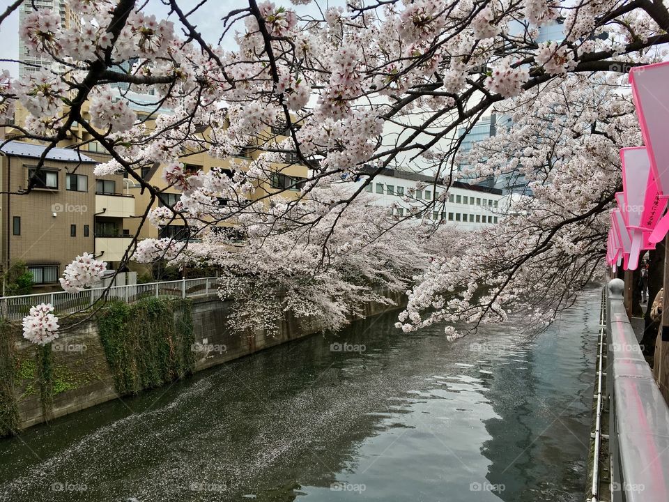 Cherry blossoms along Meguro River, Tokyo. Spring 2017. 