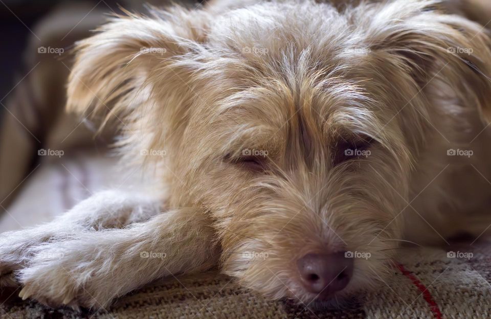 Beige terrier dog sleeping on a blanket