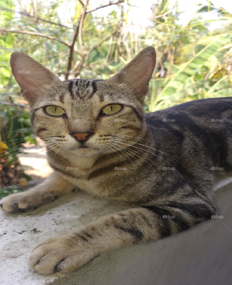 Meet My Green Eye Owner..
_Mobile Photography_