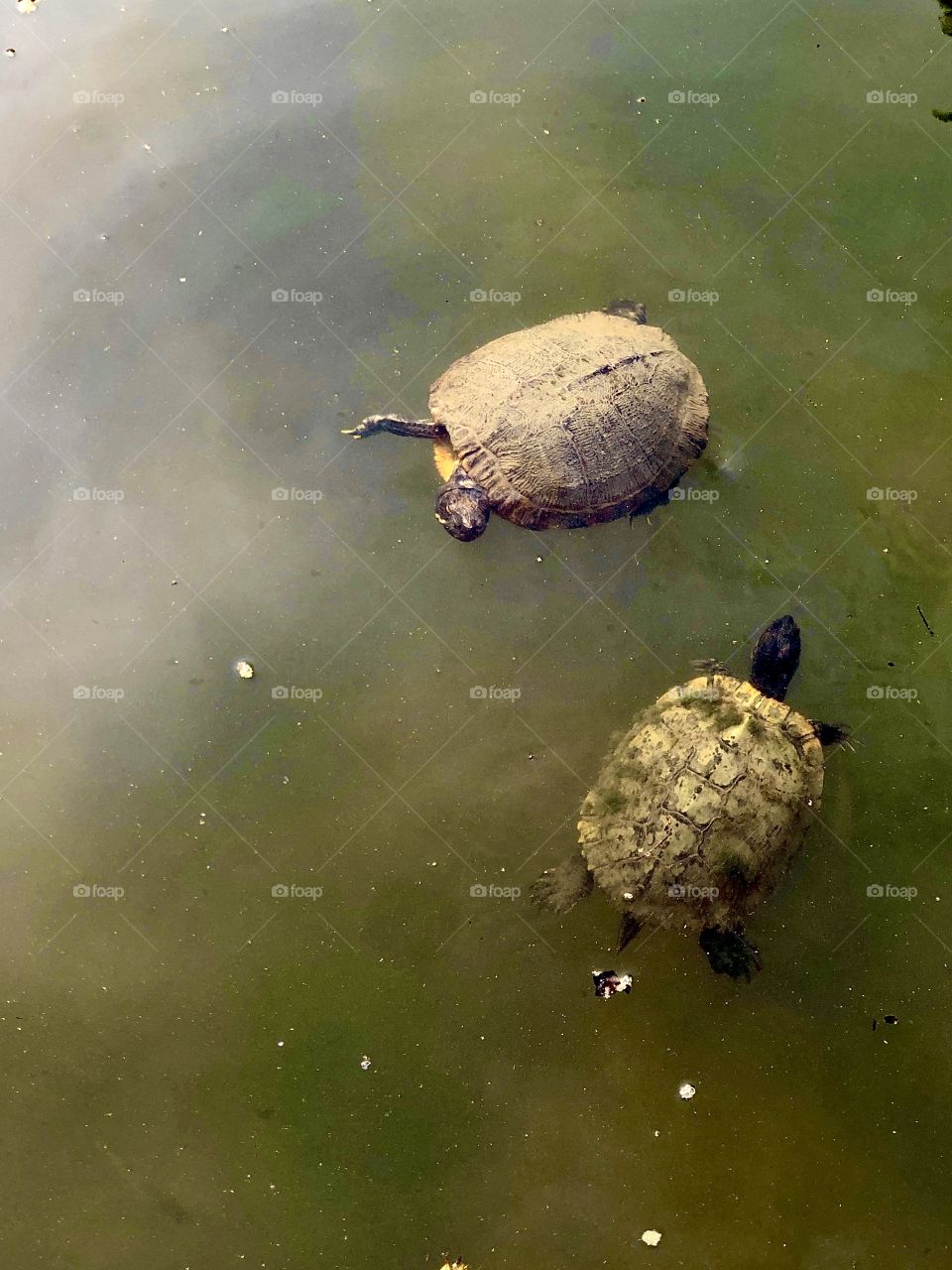 Swimming turtles in late afternoon sunlight illuminating Japanese water garden 