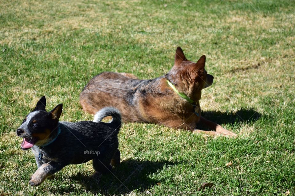 Allie and Little Jim