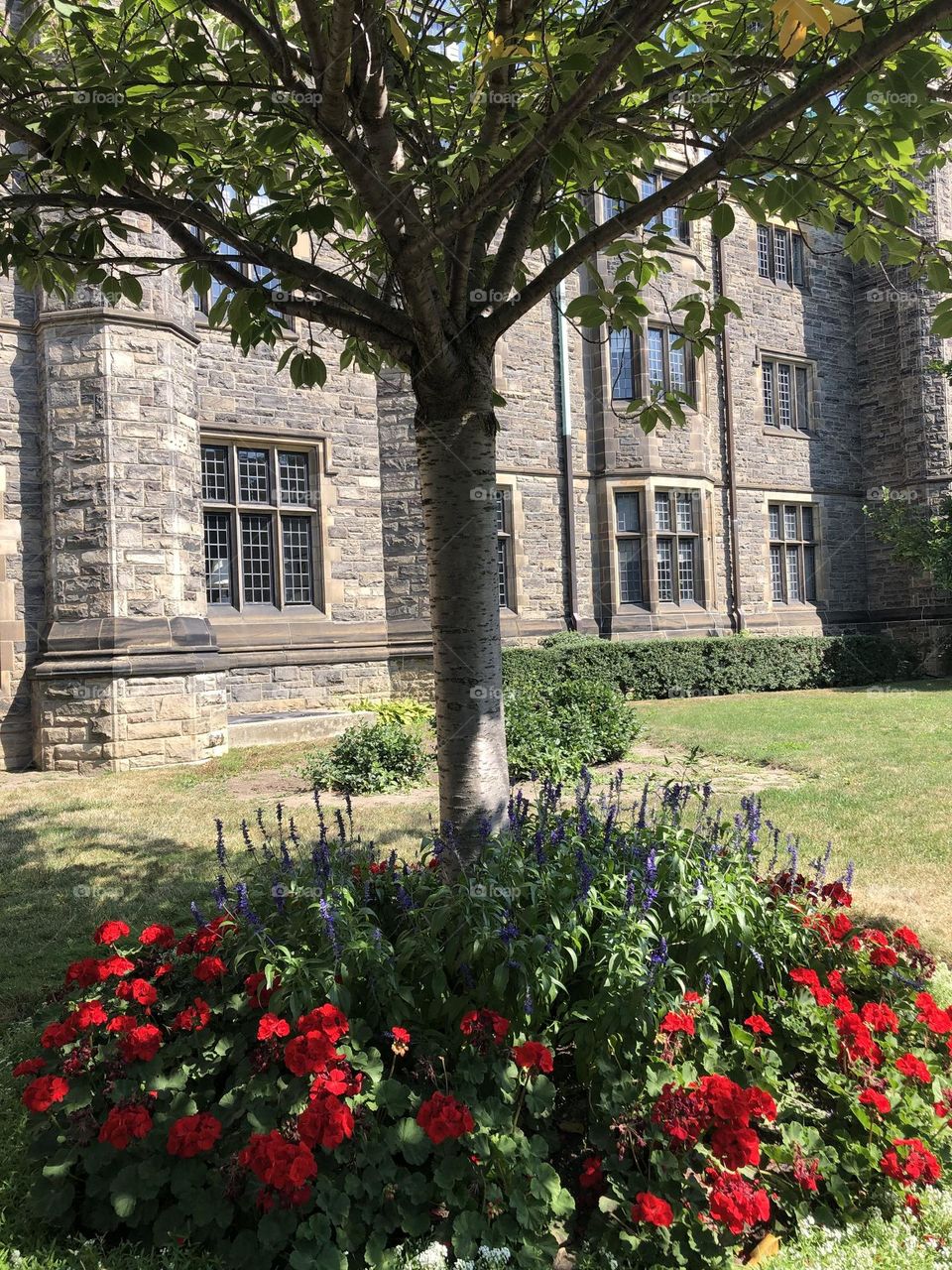 Tree surrounded by flowers on a garden