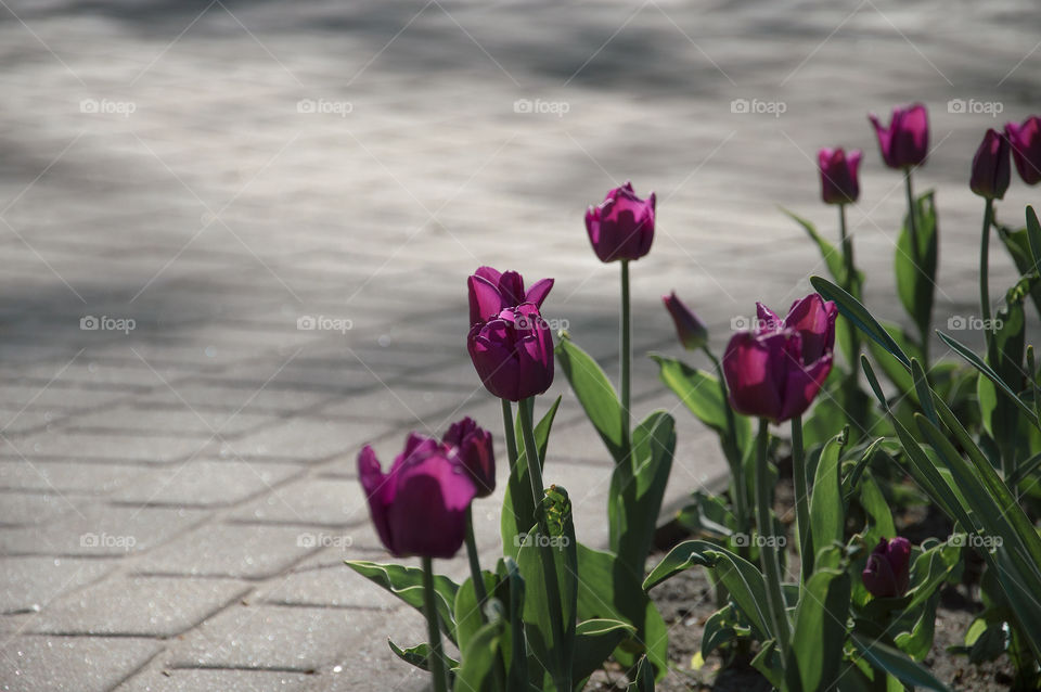 Purple tulips in the city park