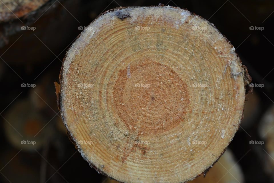 round beautiful texture wooden cut trees