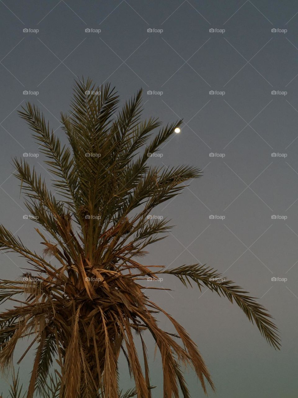 Beautiful moon behind a palm tree 