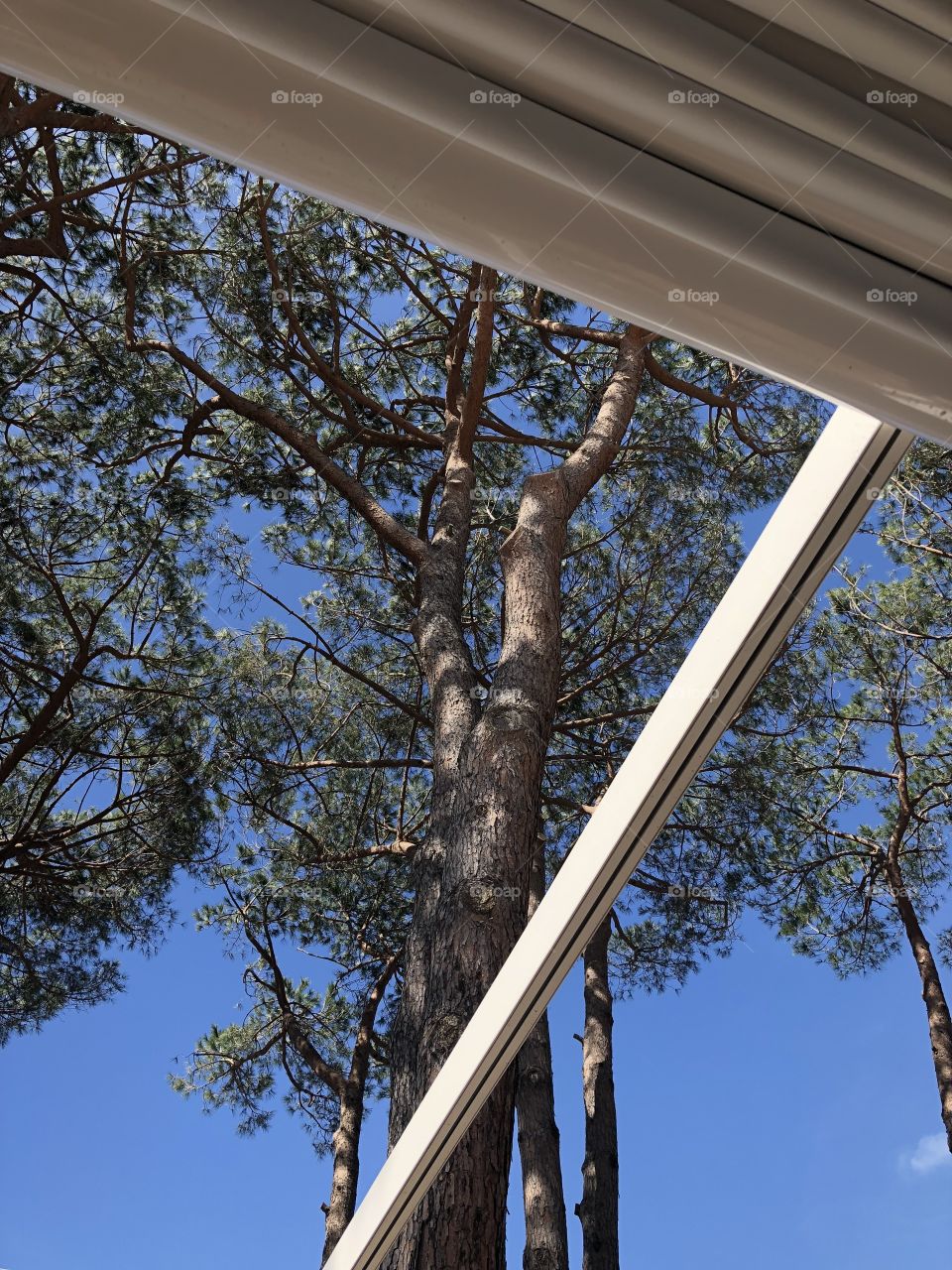 Sky and pine trees view 