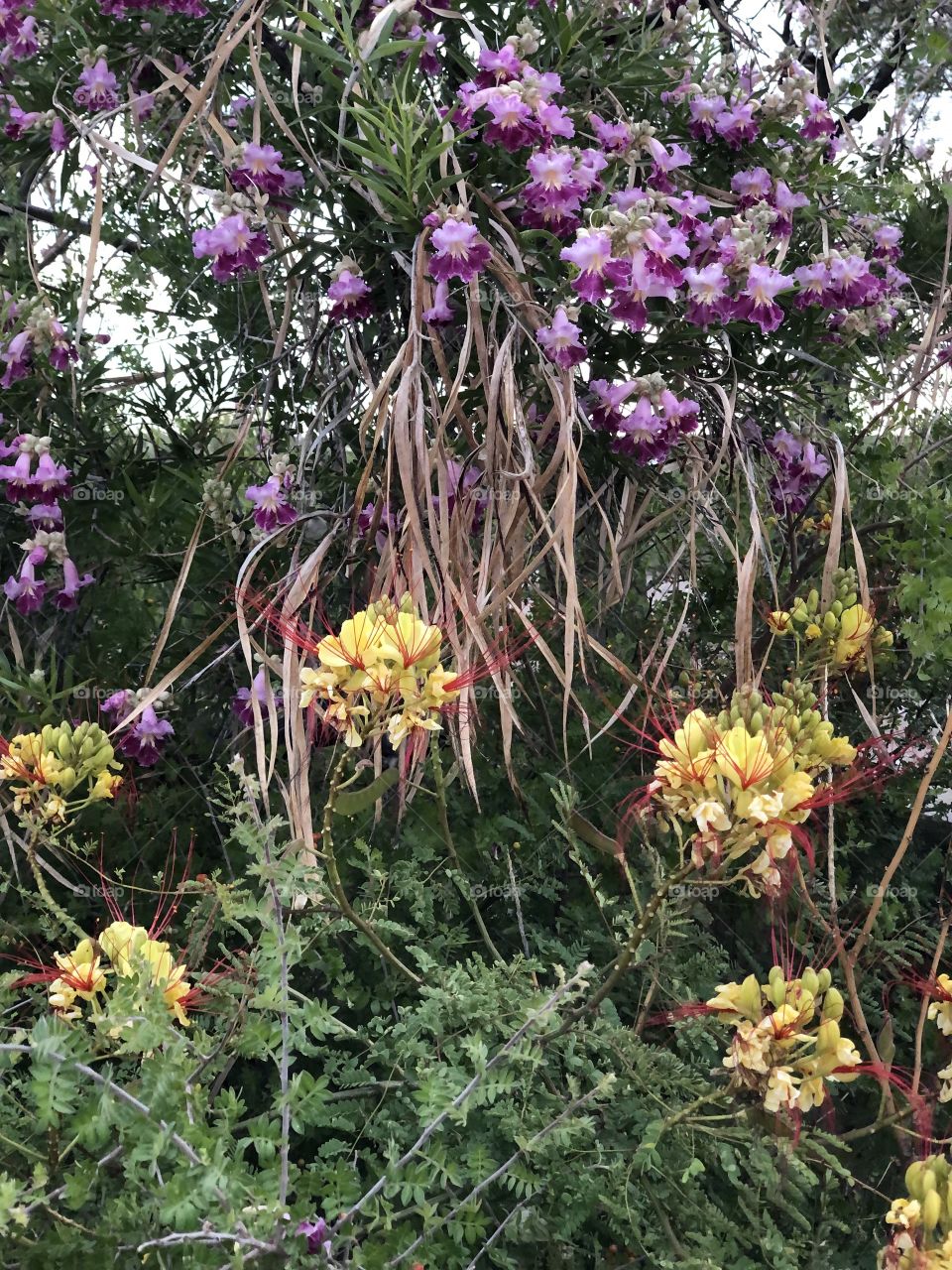 Desert Willow and Bird of Paradise