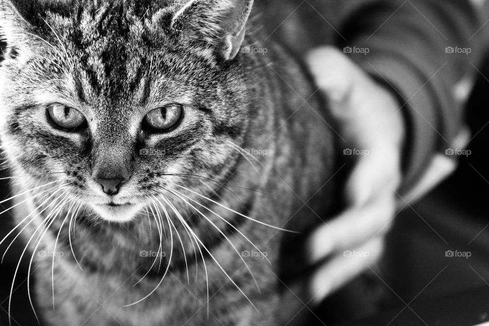 Portrait of a tabby cat being petted