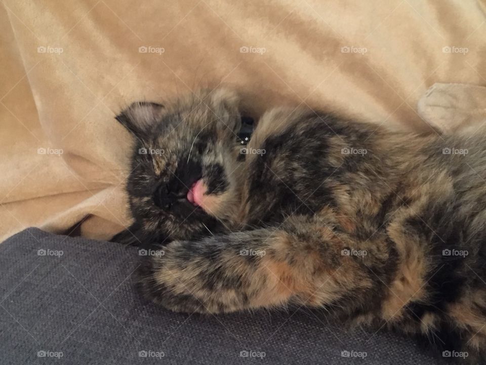 A kitten passed out on the couch